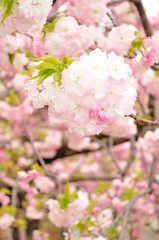 満開の八重桜