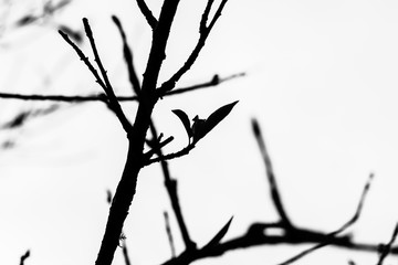 Tree branches silhouette