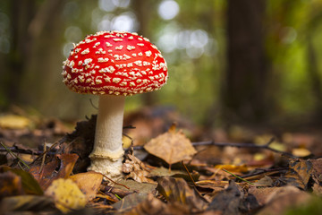poisonous wild mushroom Amanita muscaria in a forest - 93352397