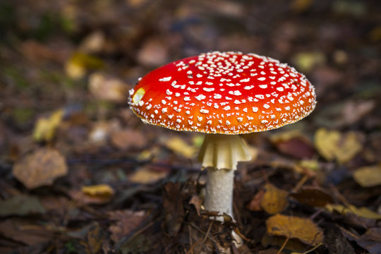 poisonous wild mushroom Amanita muscaria in a forest