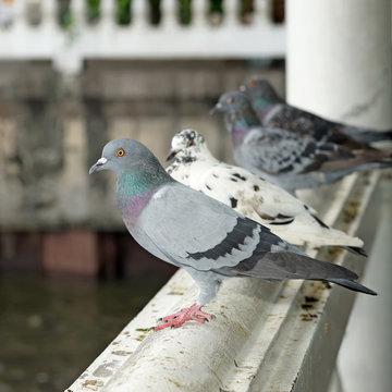 pigeon stand on the balustrade