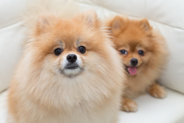 Obraz premium puppy pomeranian dog cute pets sitting on white sofa furniture