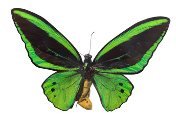 Obraz premium Colorful butterfly isolate on white 