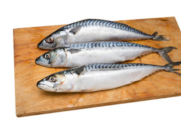 Three mackerel on a wooden Board isolated