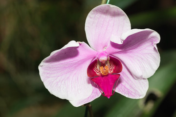 beautiful Orchid flowers in garden

