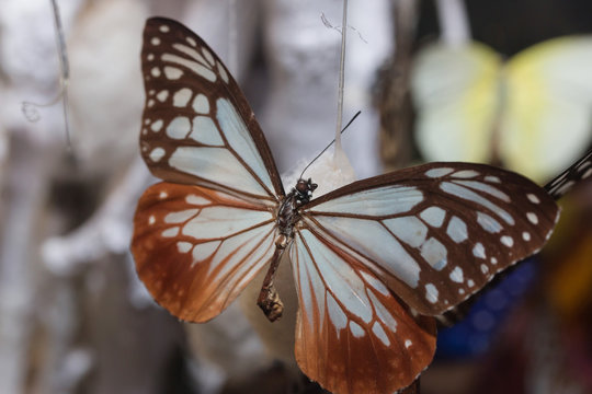 Colorful butterfly isolate on white
