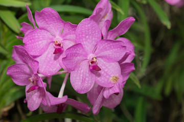 beautiful Orchid flowers in garden

