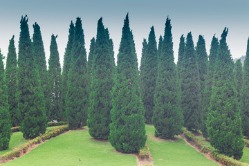 Fototapeta na wymiar Beautiful pines in royal flora garden, Chiangmai 