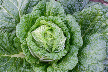 Chinese cabbage closeup on a bed