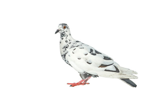 white pigeon isolated on white
