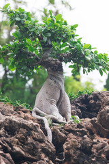 Bonsai tree in a ceramic pot in the garden
