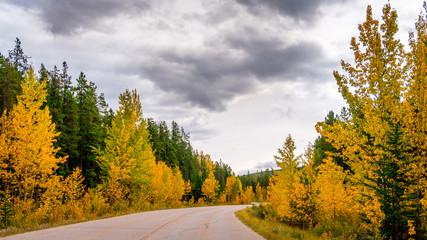 Trees in Full Fall Color along Maligne Lake Road in Jasper National Park in the Canadian Rockies