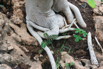 Bonsai tree in a ceramic pot in the garden
