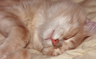 Sleep ginger kitten