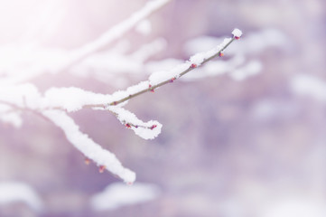 Obraz premium 木の枝雪 梅 紅梅