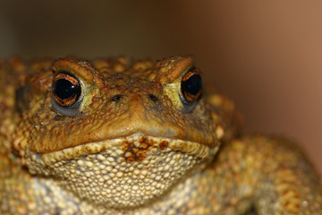 Head portrait of a common toad