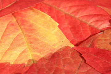autumn leaves background in red orange and yellow