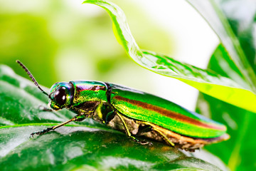 Jewel beetle, Metallic wood-boring beetle, Buprestid.