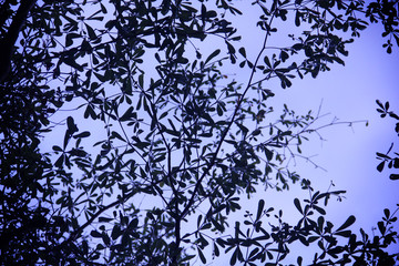 silhouettes under a big tree