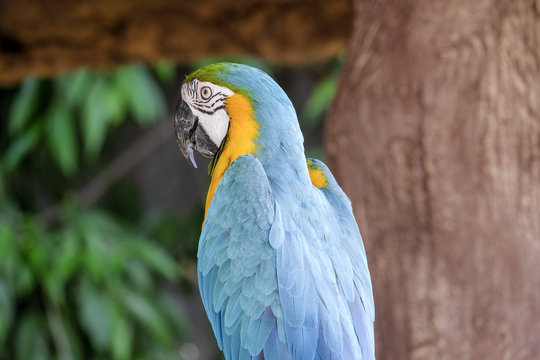 Cute macaw parrot on the perch