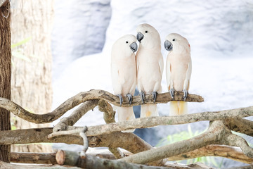 Three Moluccan cockatoo on the perch