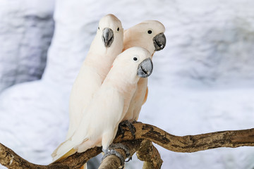 Three Moluccan cockatoo on the perch