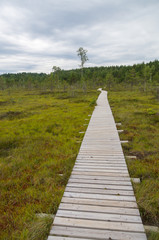 Fototapeta na wymiar Plank hiking trail through Tolkuse bog, Estonia