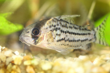  Bands-catfish    (Corydoras schwartzi)
