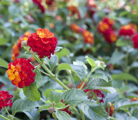 Red and orange sage against natural blurred background