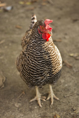 homemade black and white speckled hen