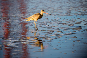 Long-billed Dowitcher (Limnodromus scolopaceus) reflected by famous Golden-Gate Bridge