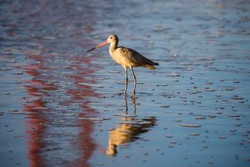 Marbled Godwit adult standing in San Francisco Bay with reflections of the Golden Gate Bridge. Baker Beach, San Francisco, California, USA.
