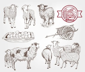 sheep breeding