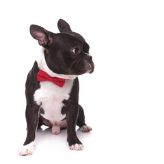 seated french bulldog wearing bow tie  looking to its side