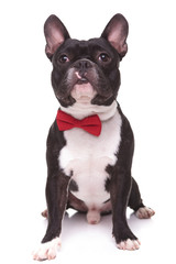 little french bulldog puppy dog with bow tie looking up