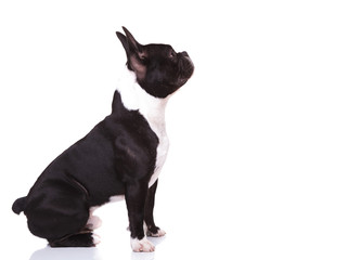 side view of a curious french bulldog puppy looking up