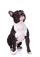 seated curious french bulldog puppy dog looking up