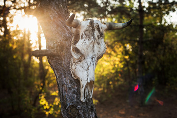the skull of a bull on a tree. Halloween decorations
