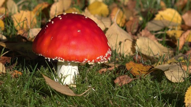 Fliegenpilz im Herbst