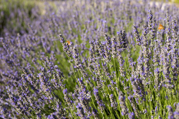 Naklejka premium Lavander field in Dalmatia