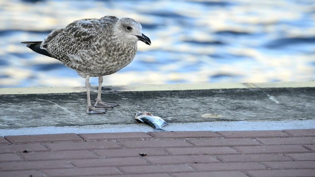 Junge Silberm&ouml;we frisst Fisch