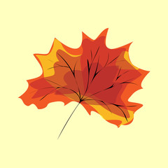 Red maple leaf