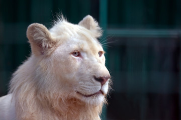 white lion looks in the direction of