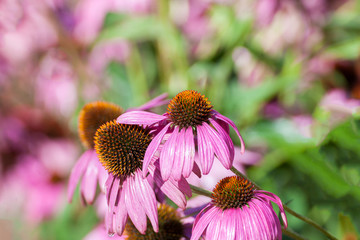Purple Coneflowers (Echinacea) , close-up, selective focus..