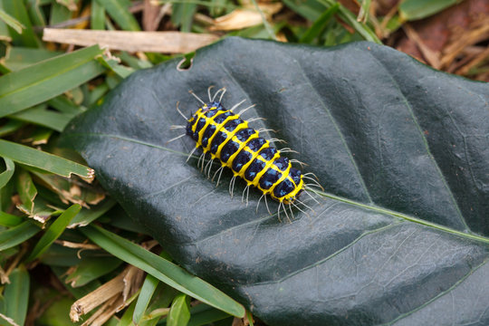 Caterpillars on leaves