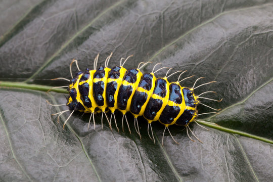 Caterpillars on leaves..
