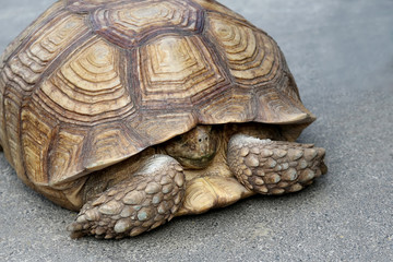 Fototapeta premium big elephant sprats turtle into its shell