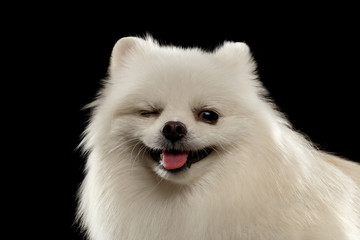Closeup Portrait of Winks White Spitz Dog on Black