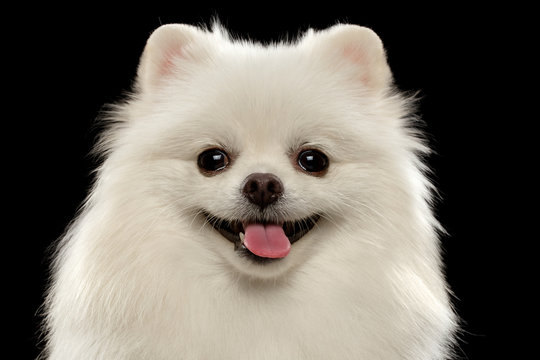 Closeup Portrait of  White Spitz Dog on Black