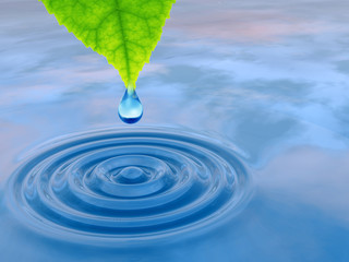 Naklejka na ściany i meble Green leaf with water drop and ripple